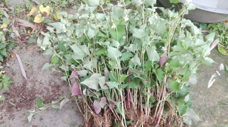 鱼腥草野生干货整棵洗净