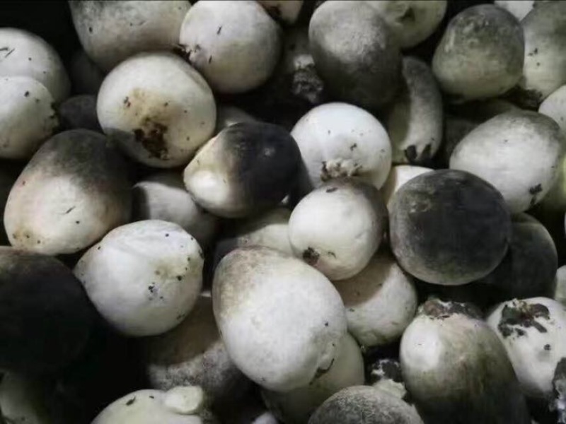 鲜草菇90%特级