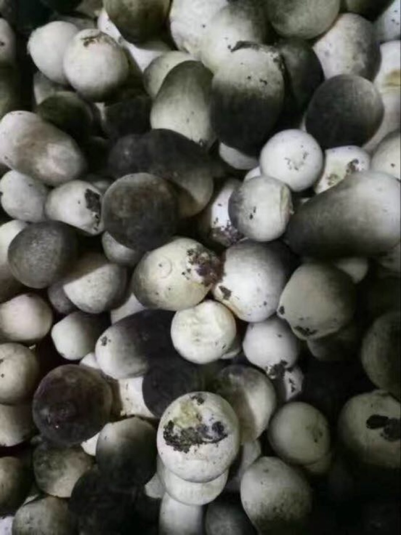 鲜草菇90%特级