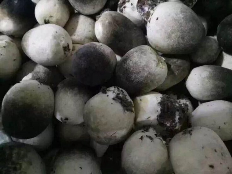 鲜草菇90%特级