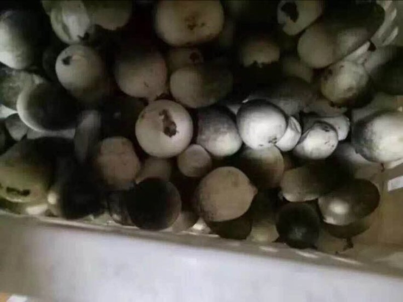 鲜草菇90%特级