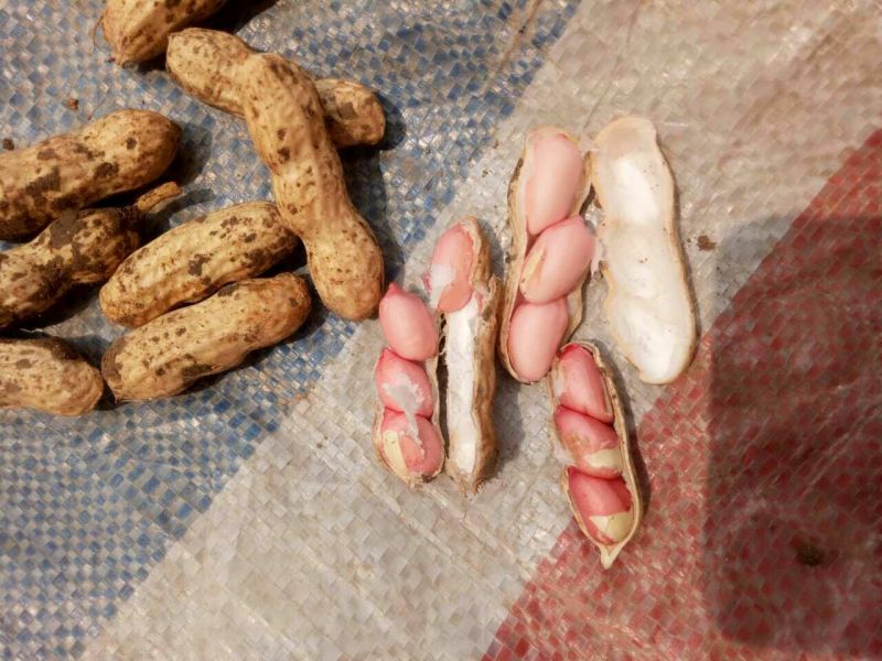四粒红红米花生鲜货带壳