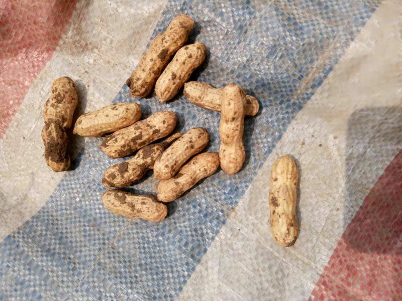 四粒红红米花生鲜货带壳