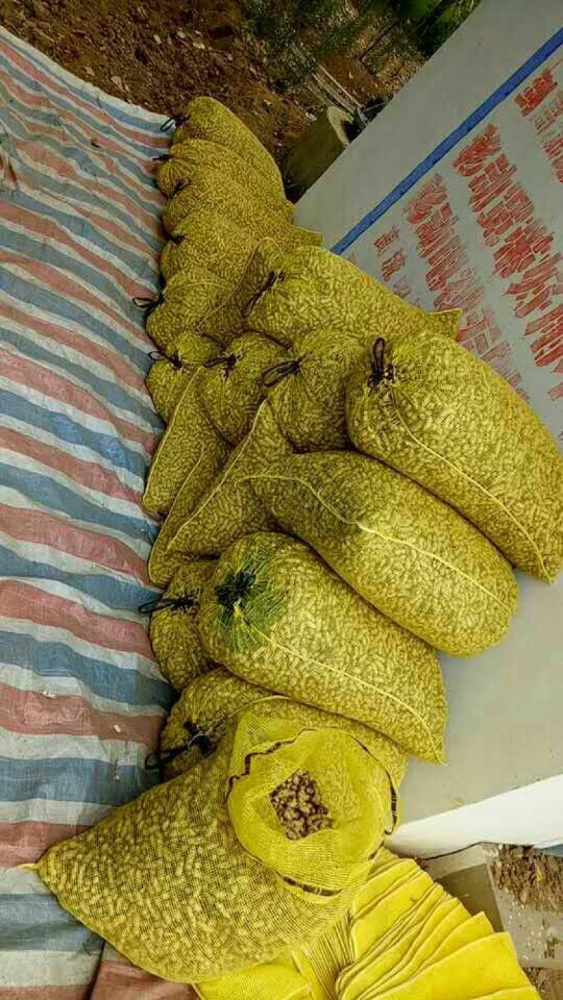 四粒红红米花生鲜货带壳