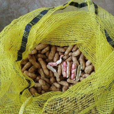 四粒红红米花生鲜货带壳