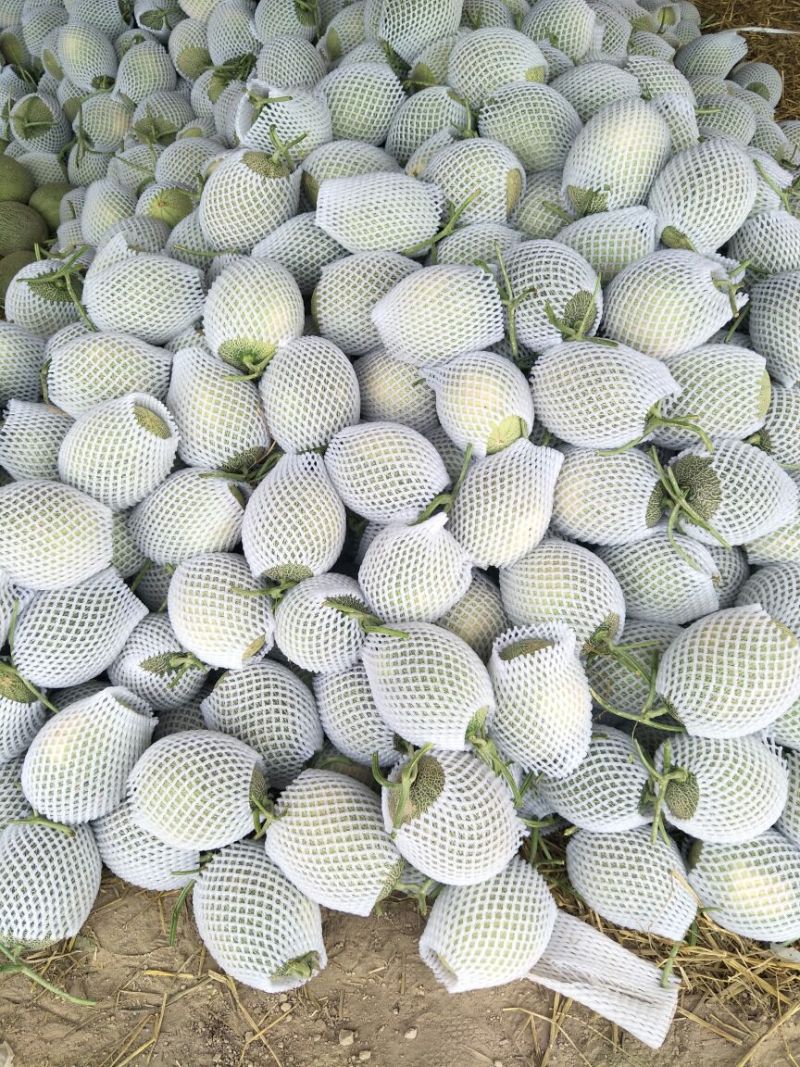 西州蜜瓜3斤以上长形