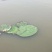 苏芡散装