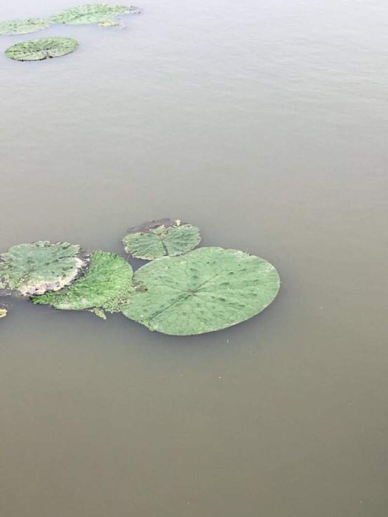 苏芡散装