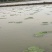 苏芡散装