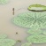 苏芡散装