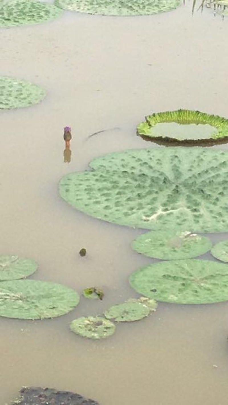 苏芡散装