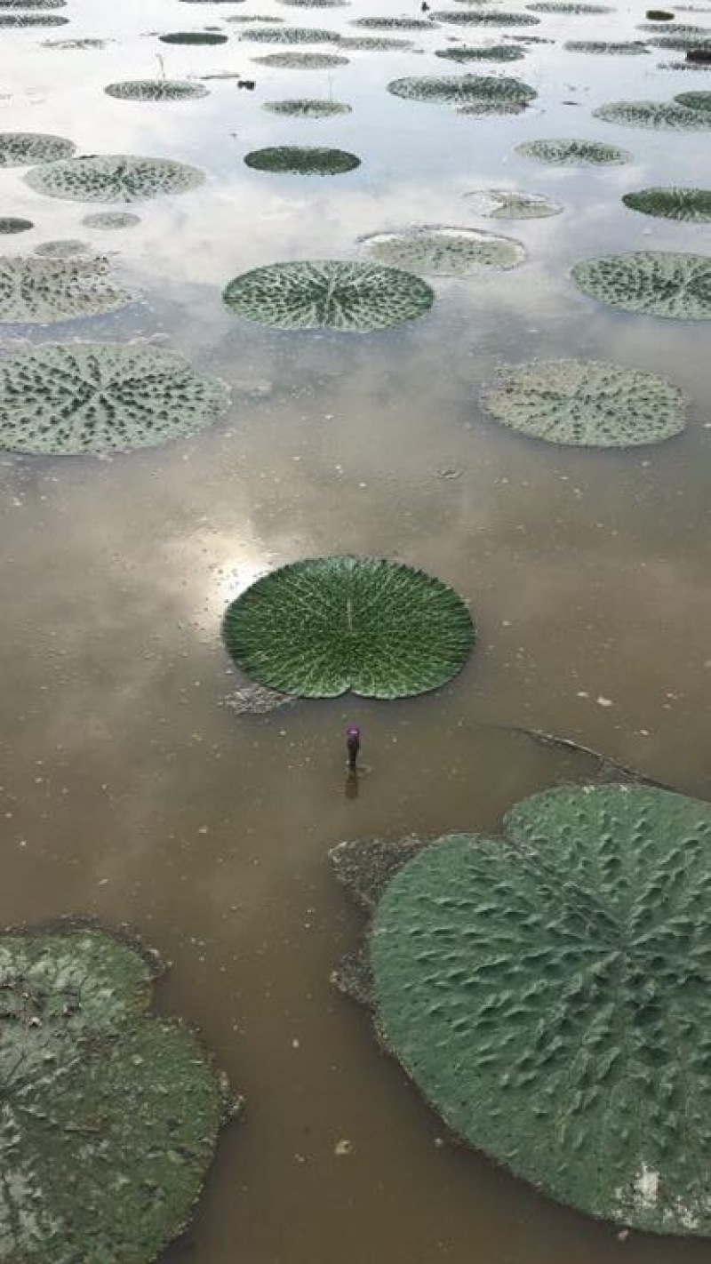 苏芡散装