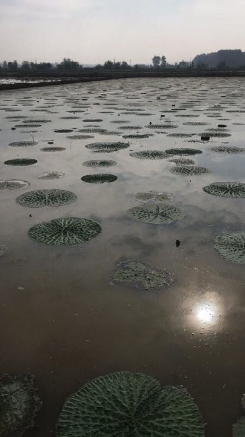 苏芡散装