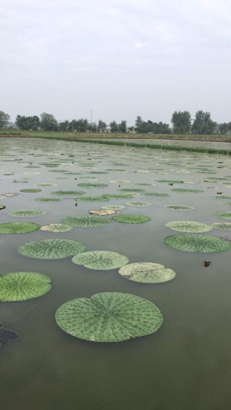 苏芡散装