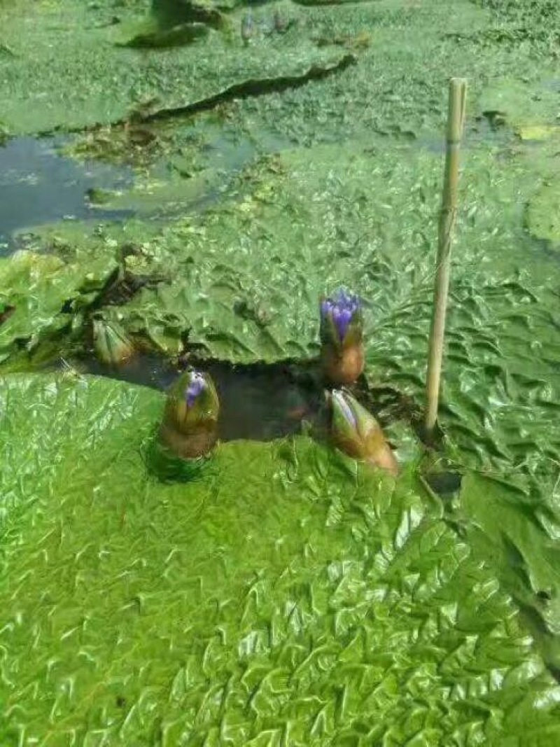 苏芡散装