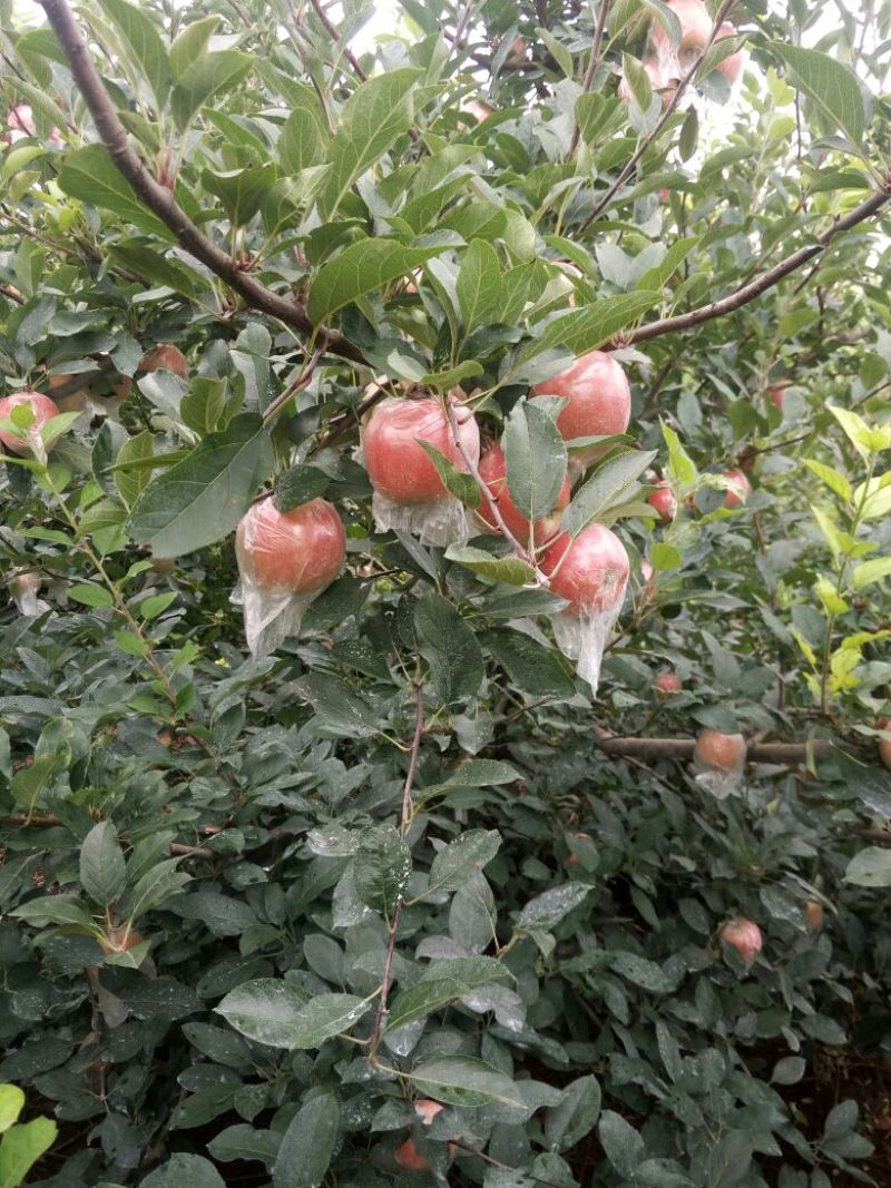 膜袋苹果红富士苹果山东苹果产地。脆甜多汁，货源充足