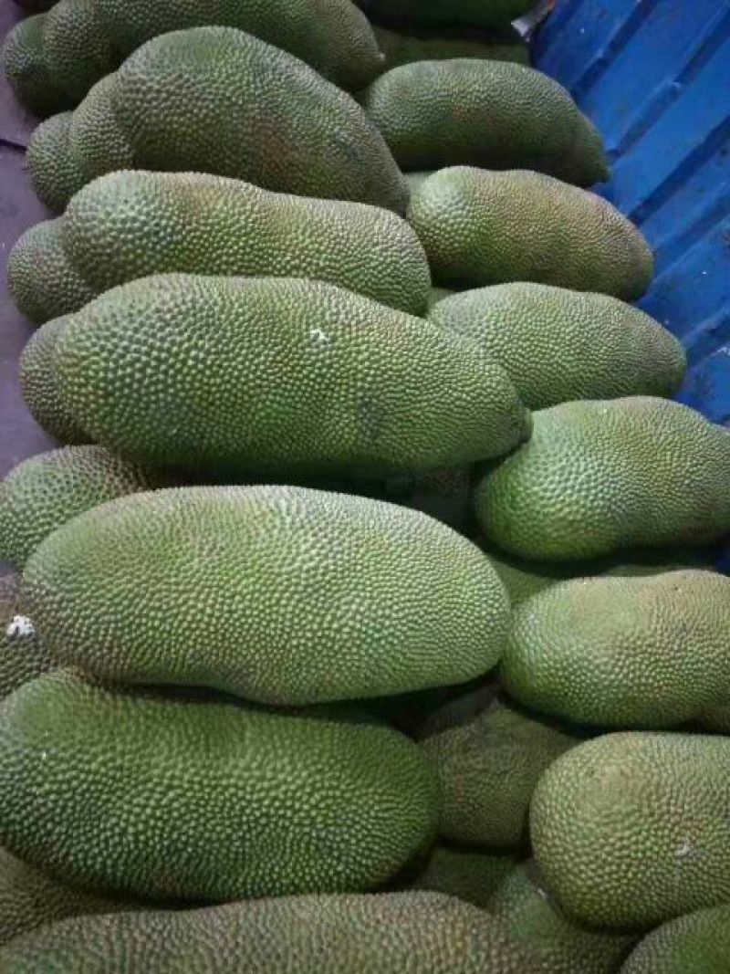 菠萝蜜10~15公斤