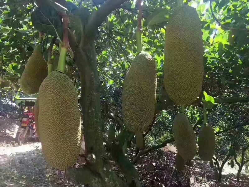 菠萝蜜10~15公斤