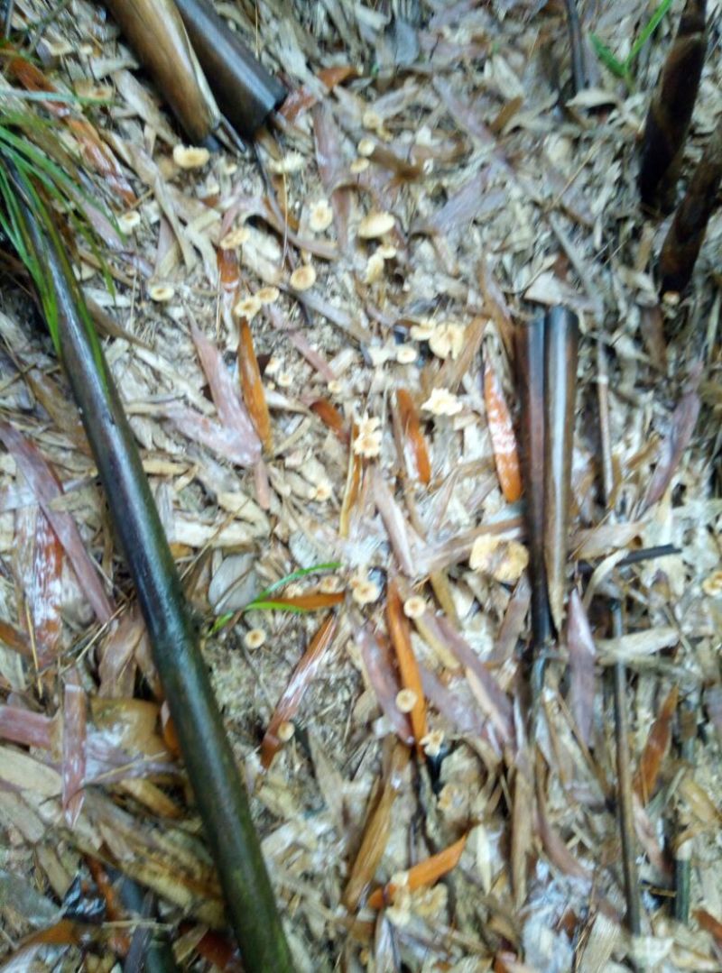 鲜竹菌，野生