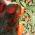 红枸杞，小尖椒枸杞是一种产量极少，外观看起来像小辣，