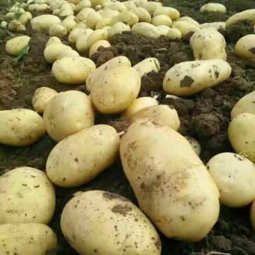 荷兰十五土豆通货2两以上