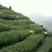 菊花茶特级