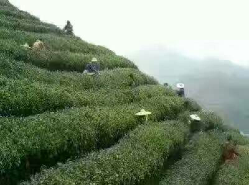 菊花茶特级