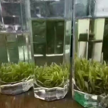 菊花茶特级