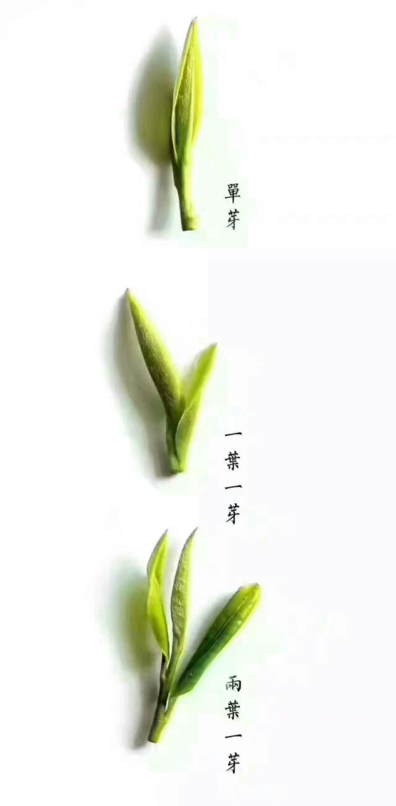 菊花茶特级