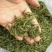 菊花茶特级