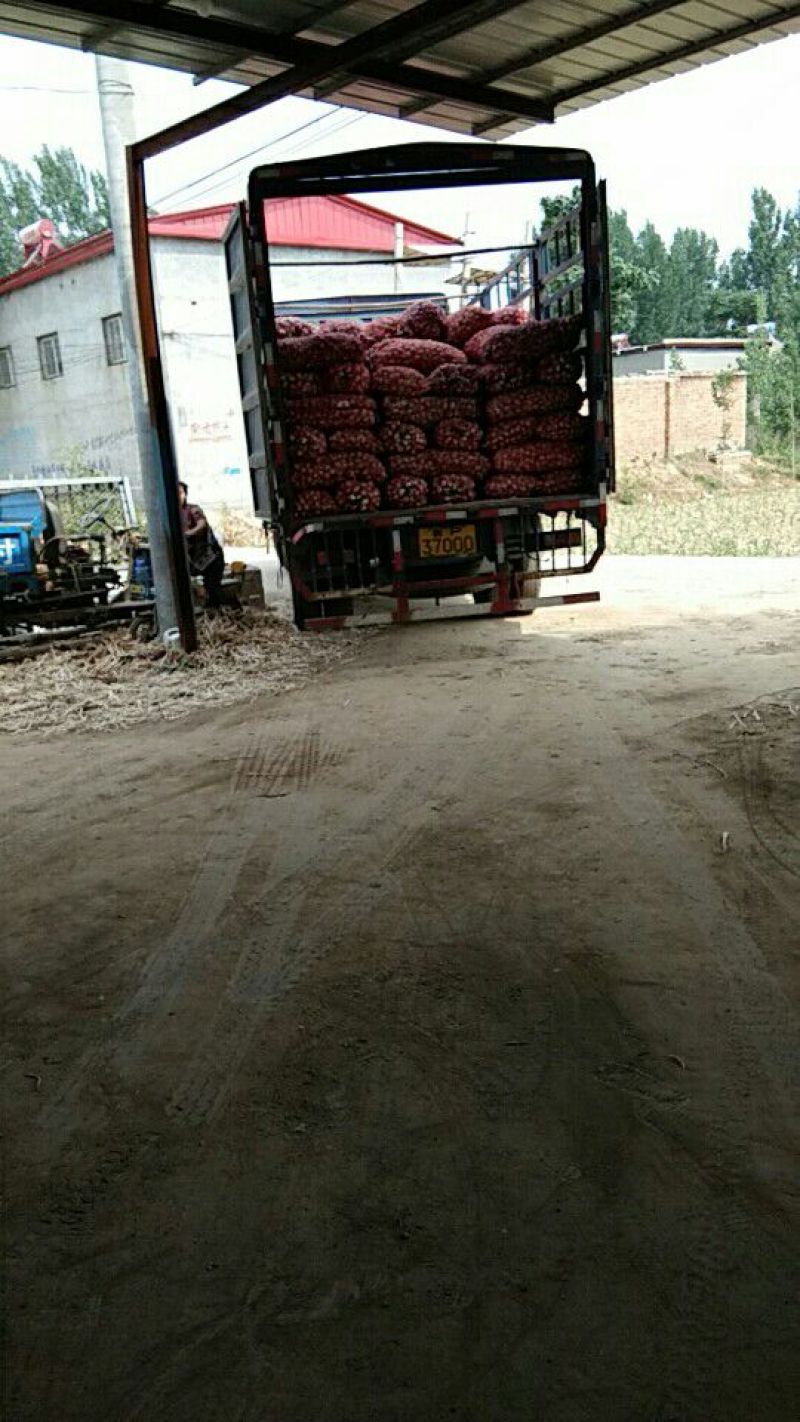 河北馆陶金磊果蔬产地大量供应杂交大蒜混级统货鲜蒜