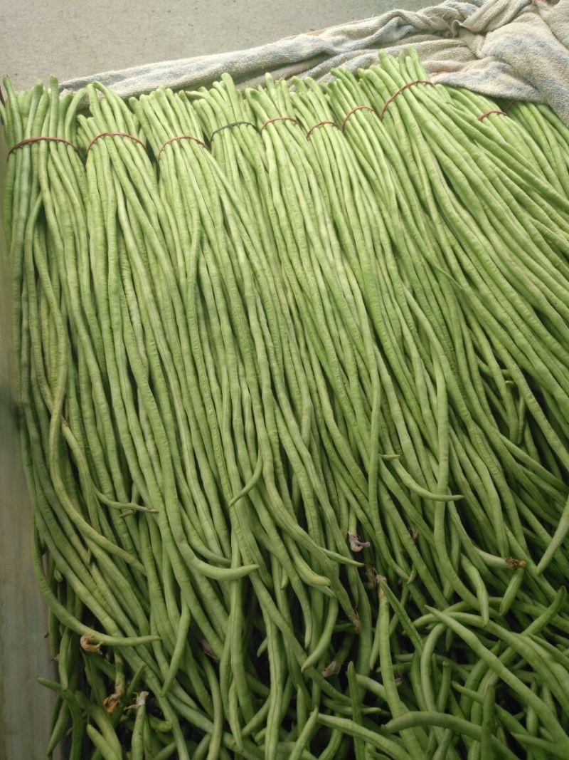 豆角长豆角60cm以上产地直发量大从优视频验货等您沟通