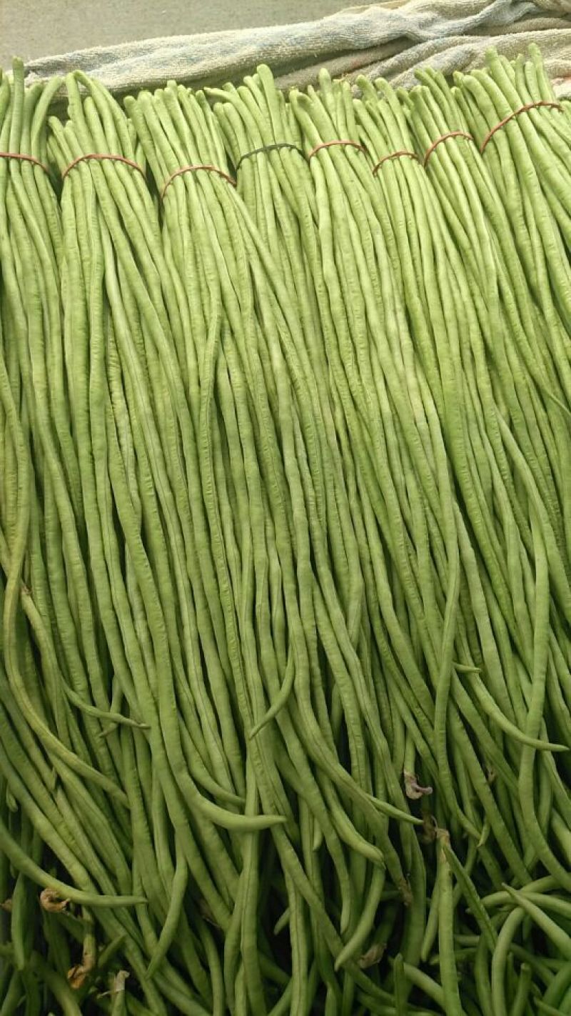 豆角长豆角60cm以上产地直发量大从优视频验货等您沟通