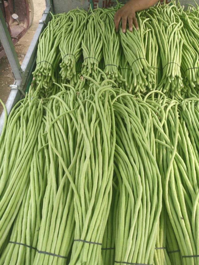 豆角长豆角60cm以上产地直发量大从优视频验货等您沟通