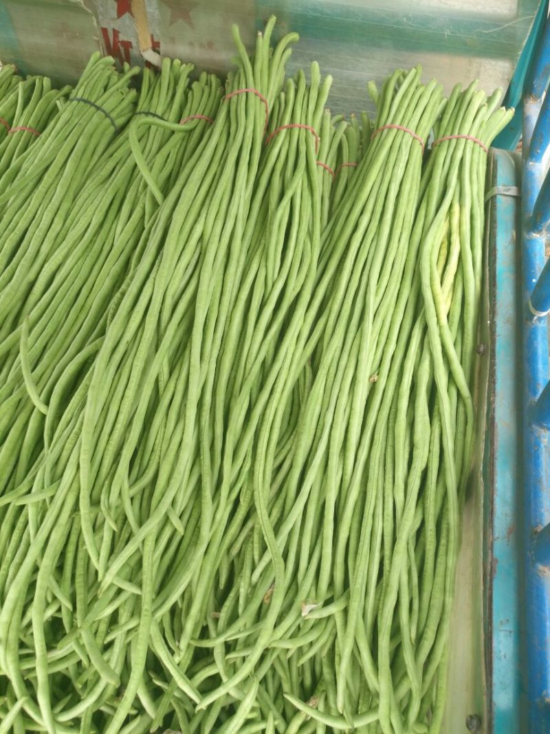 豆角长豆角60cm以上产地直发量大从优视频验货等您沟通