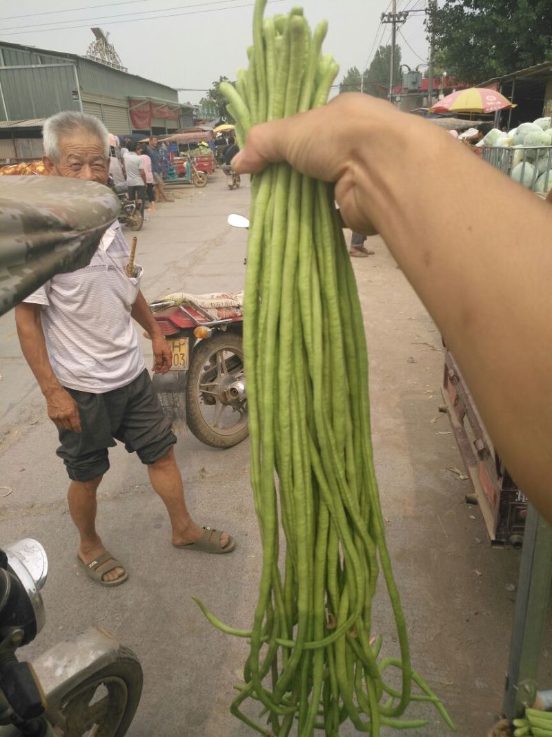 豆角长豆角60cm以上产地直发量大从优视频验货等您沟通