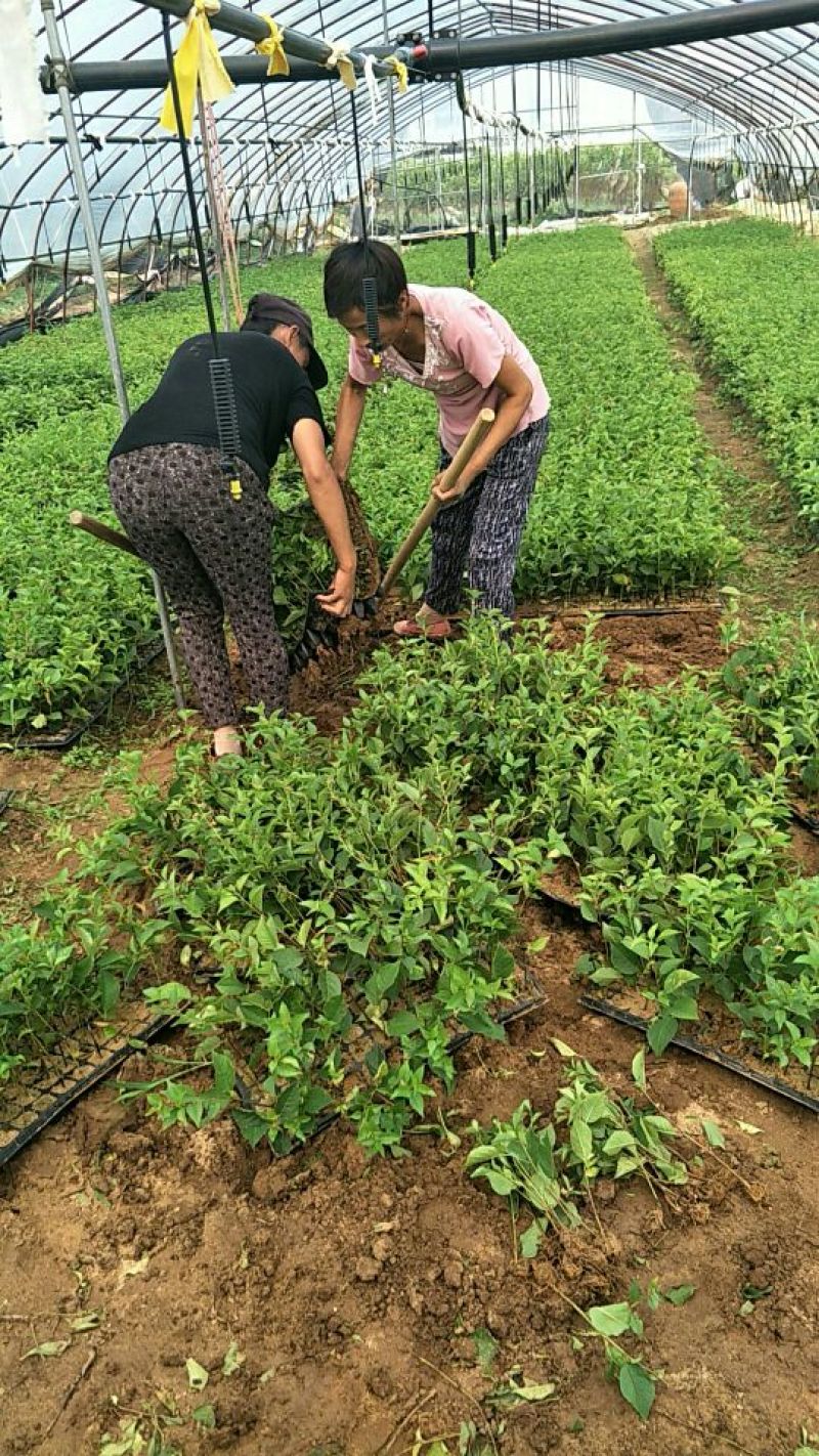 吉塞拉樱桃苗吉塞拉矮化占木6号吉塞拉苗