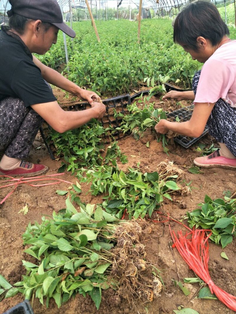 吉塞拉樱桃苗吉塞拉矮化占木6号吉塞拉苗
