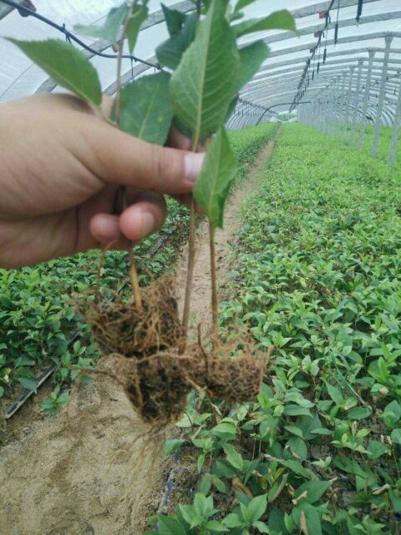 吉塞拉樱桃苗吉塞拉矮化占木6号吉塞拉苗
