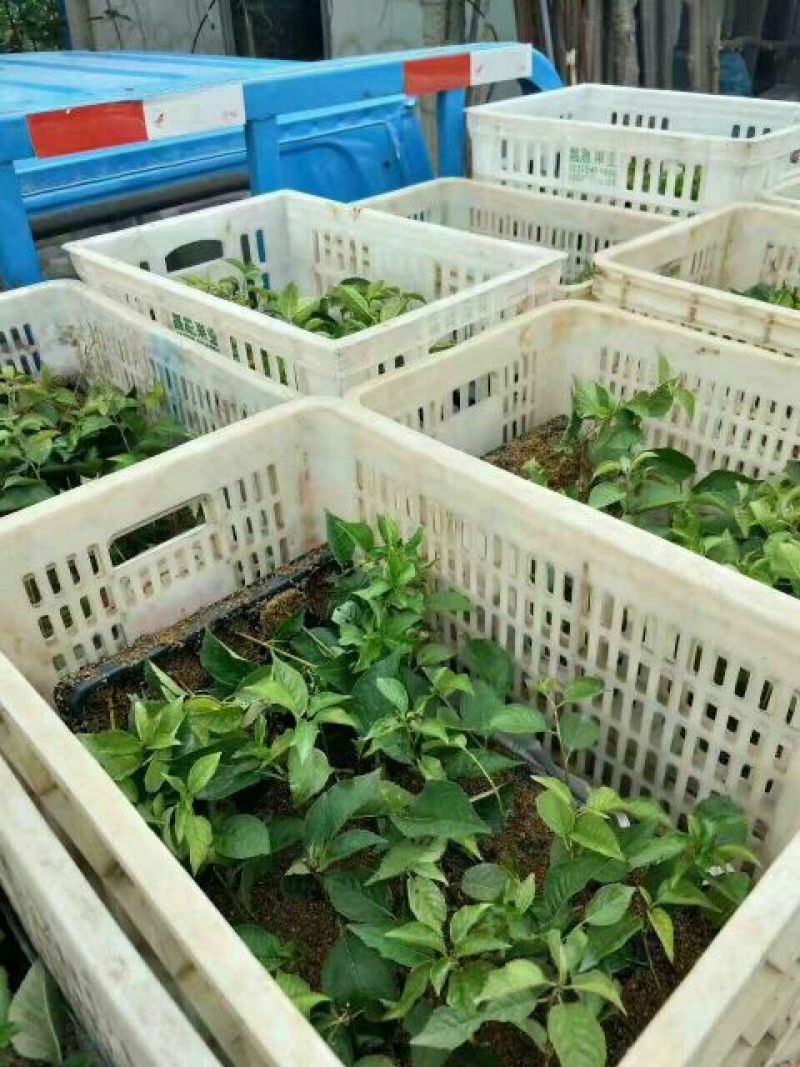 吉塞拉樱桃苗吉塞拉矮化占木6号吉塞拉苗