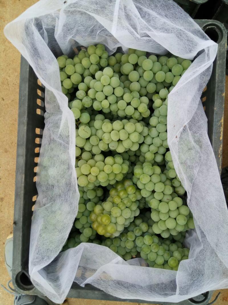 葡萄水晶葡萄5%以下0.8~1斤预售