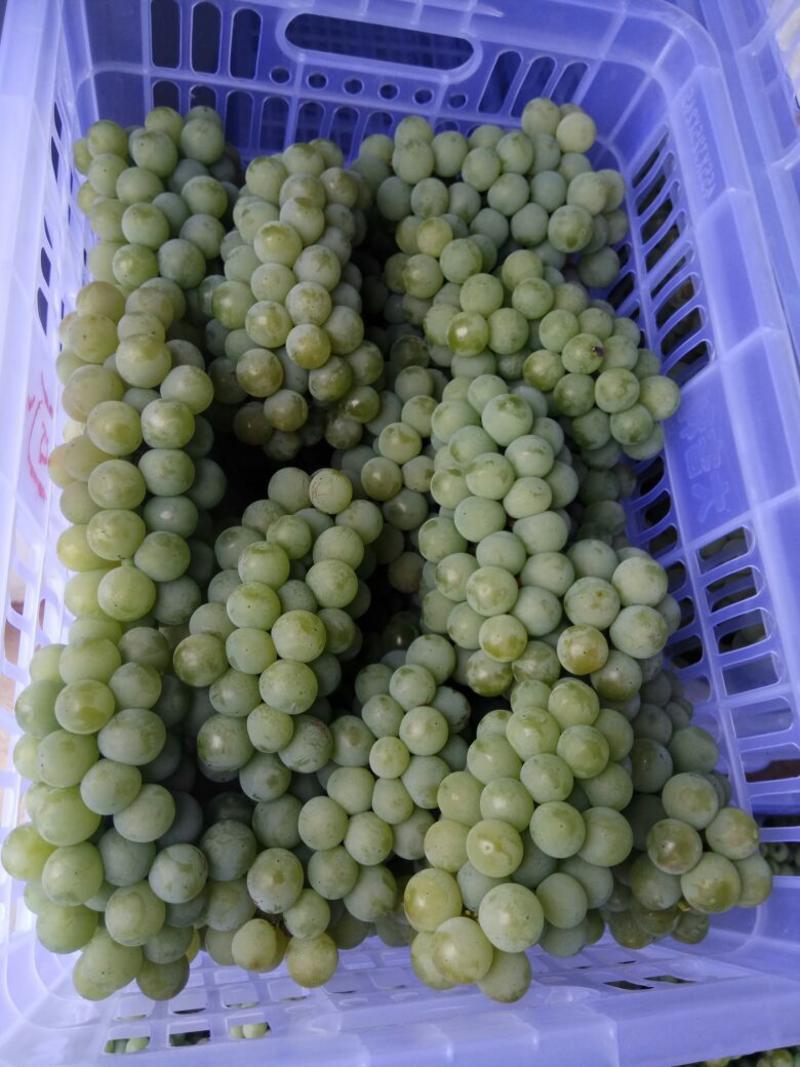 葡萄水晶葡萄5%以下0.8~1斤预售
