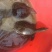 山瑞鳖1.5~2斤