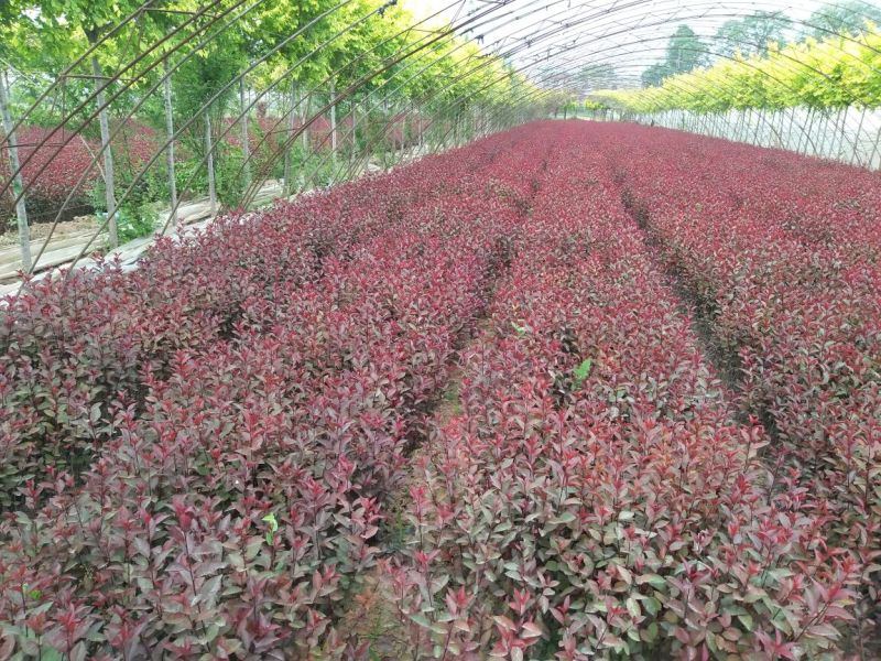 紫叶矮樱50~80cm2cm以下