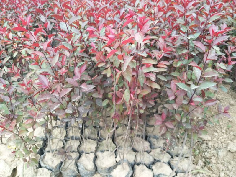 紫叶矮樱50~80cm2cm以下