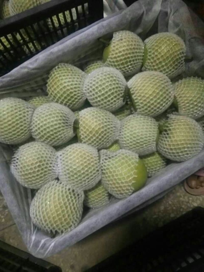 【梨】精品皇冠梨6两以上，一手货源皮薄多汁供应全国