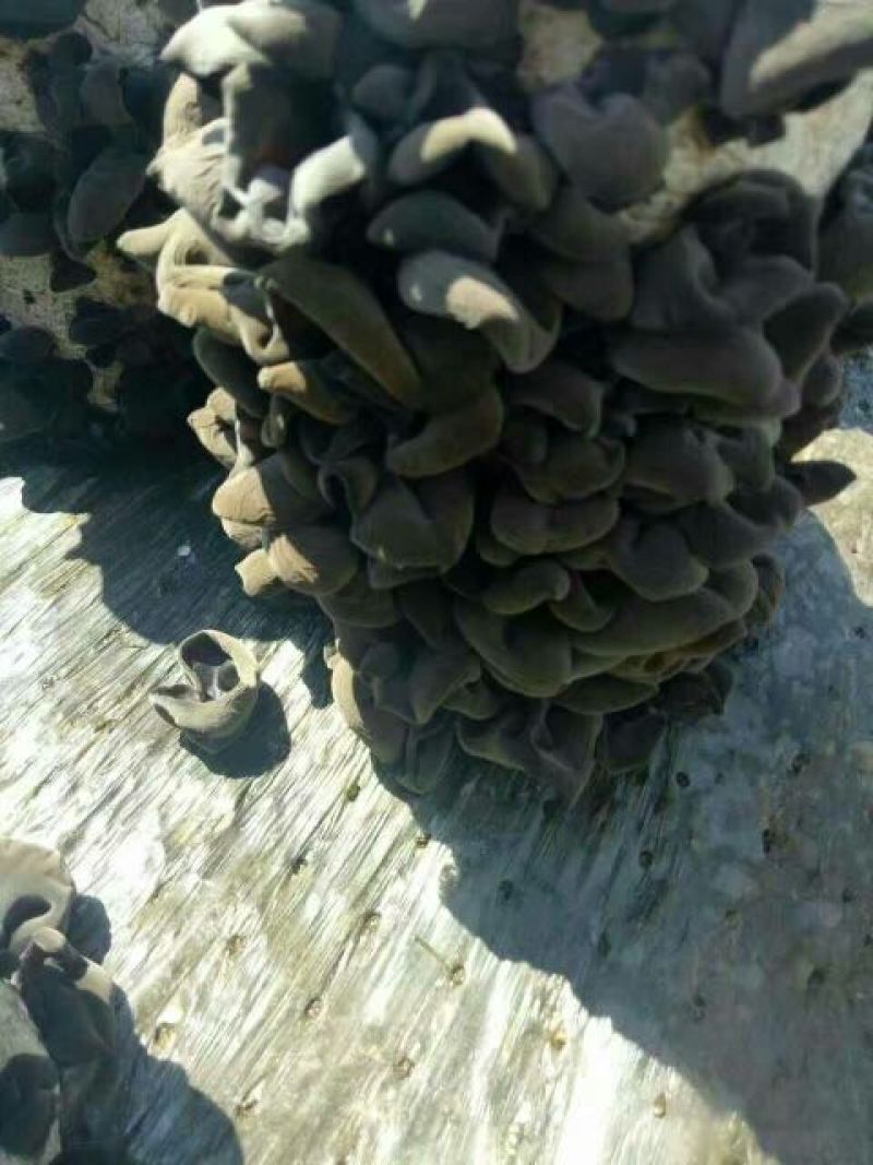 干木耳黑木耳