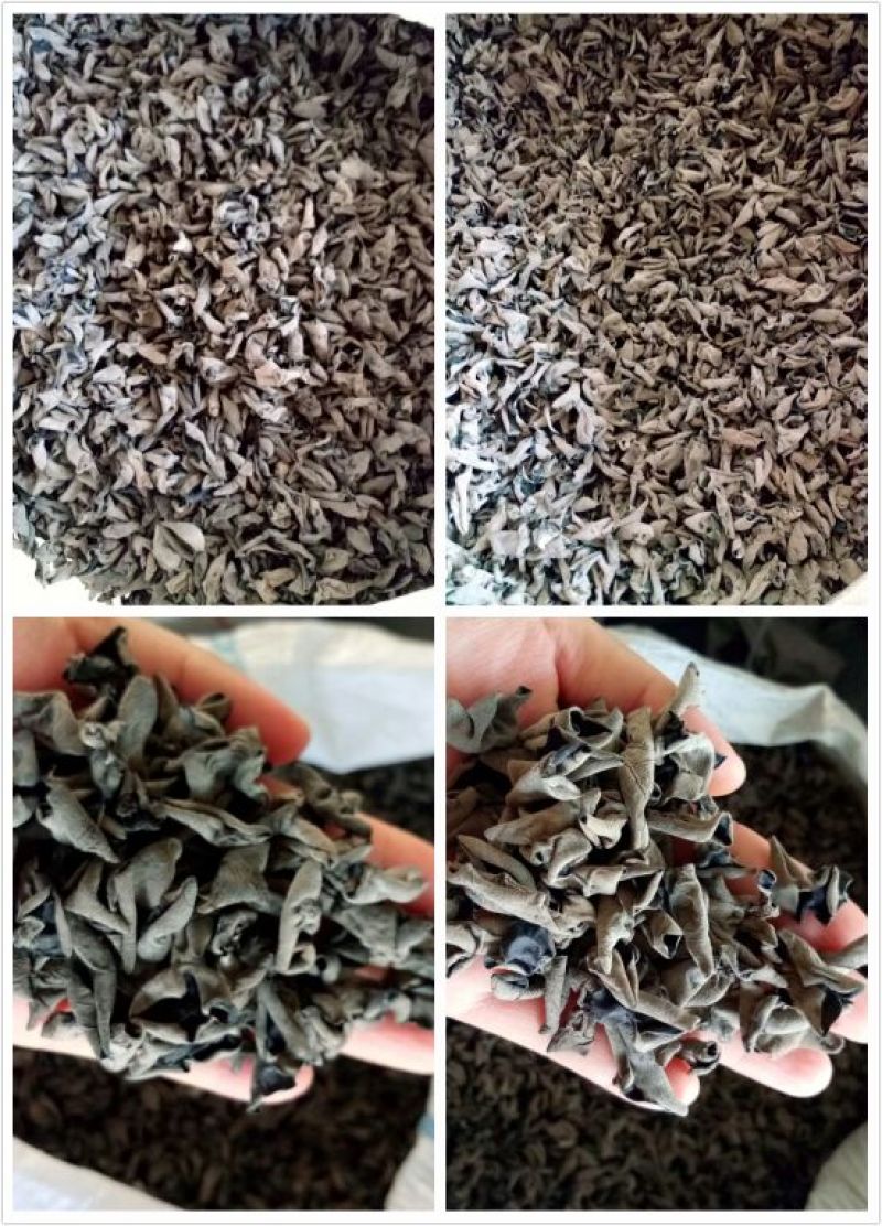干木耳黑木耳