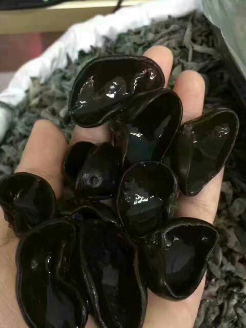 干木耳黑木耳