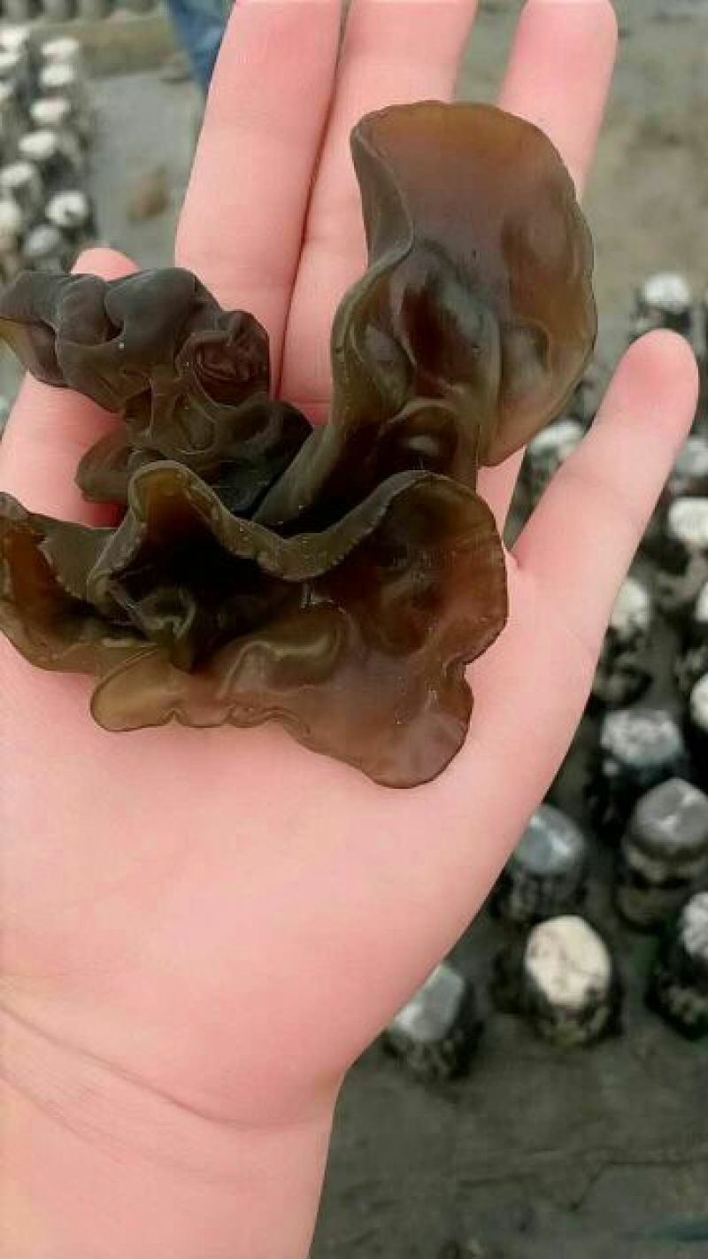 干木耳等外